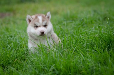 yavru Sibirya husky çimenlerin üzerinde