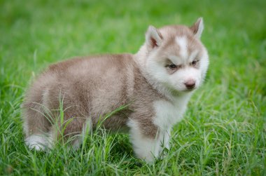 yavru Sibirya husky çimenlerin üzerinde