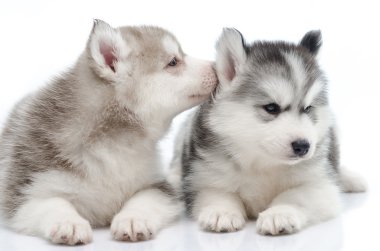 sevimli küçük husky köpek izole