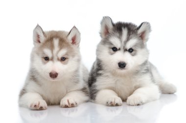 sevimli küçük husky köpek izole