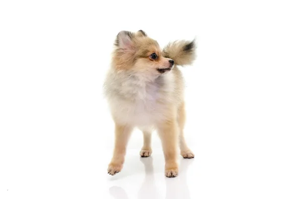 Bonito cachorro pomerano olhando para cima no fundo branco — Fotografia de Stock