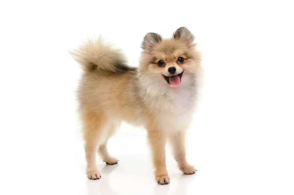 Carino pomerania cucciolo sorridente su sfondo bianco — Foto Stock