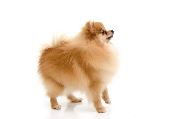 Lindo cachorro pomeraniano mirando hacia arriba sobre fondo blanco — Foto de Stock