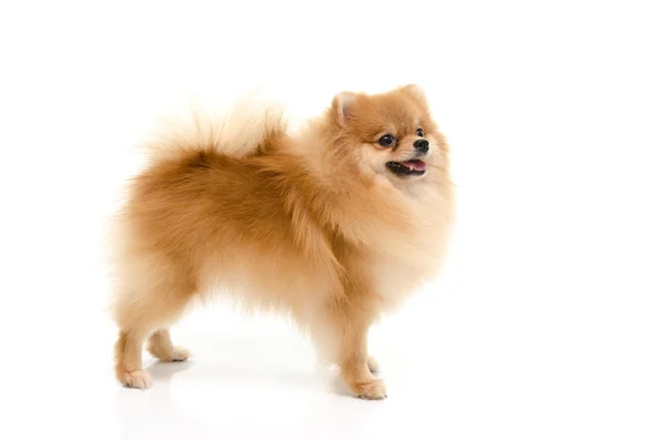 Roztomilý špicl štěně vzhlédl na bílém pozadí — Stock fotografie