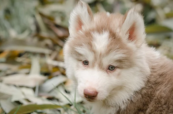 Cachorrinho husky siberiano no quintal — Fotografia de Stock