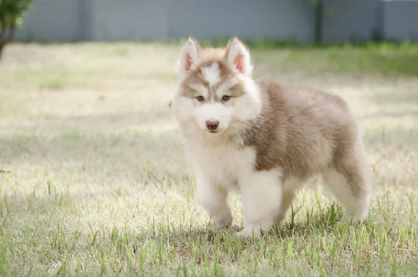 Yeşil çim oynarken sevimli köpek yavrusu — Stok fotoğraf