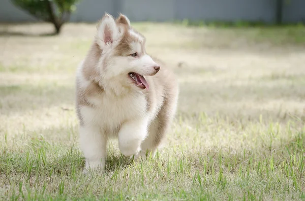 Cãozinho bonito brincando na grama verde — Fotografia de Stock