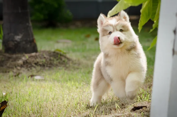 Yeşil çim oynarken sevimli köpek yavrusu — Stok fotoğraf