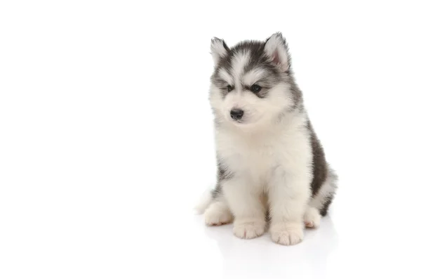 Schattige kleine husky pup geïsoleerd op wit — Stockfoto