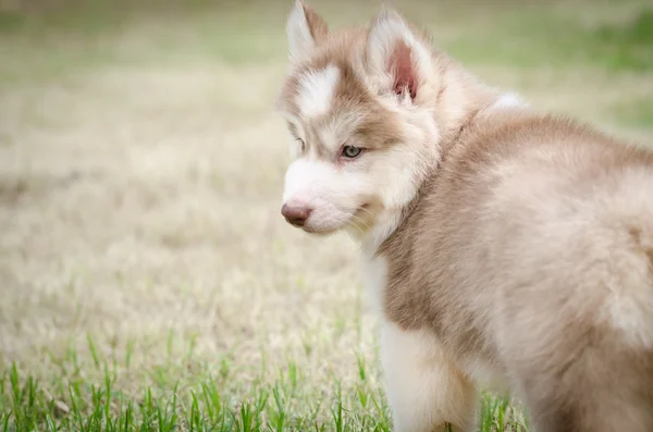 Cute little puppy  and copy space on left — Stock Photo, Image