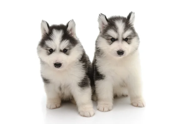 Niedliche kleine Husky Welpen isoliert auf weiß — Stockfoto