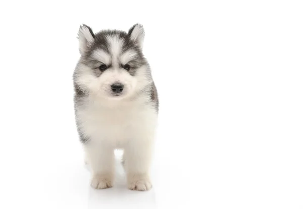 Lindo perrito husky aislado en blanco — Foto de Stock