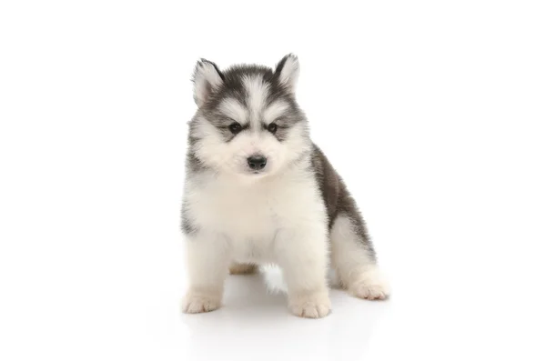 Bonito filhote de cachorro husky isolado em branco — Fotografia de Stock