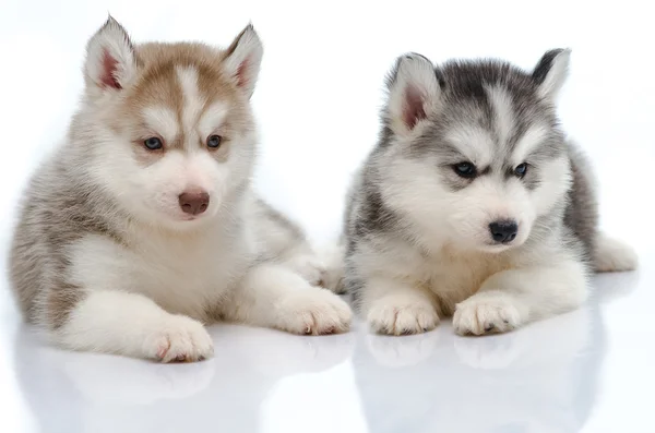 Cute little husky puppy isolated — Stock Photo, Image