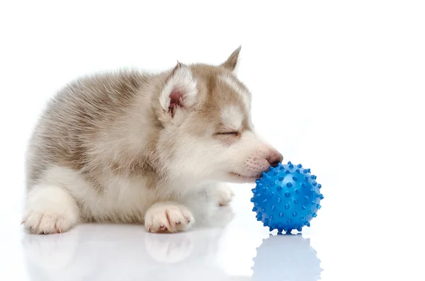 Siberian husky bermain dengan bola — Stok Foto