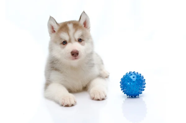 Siberian husky leker med en boll — Stockfoto