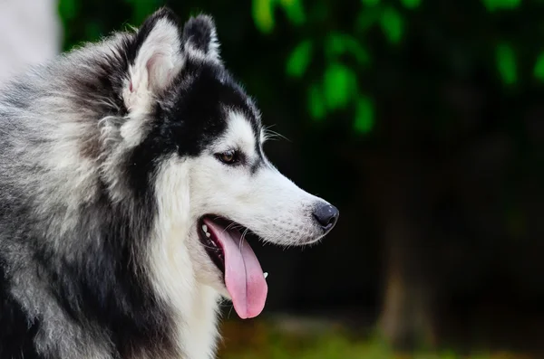 Kant gezicht portret van een Siberische husky — Stockfoto