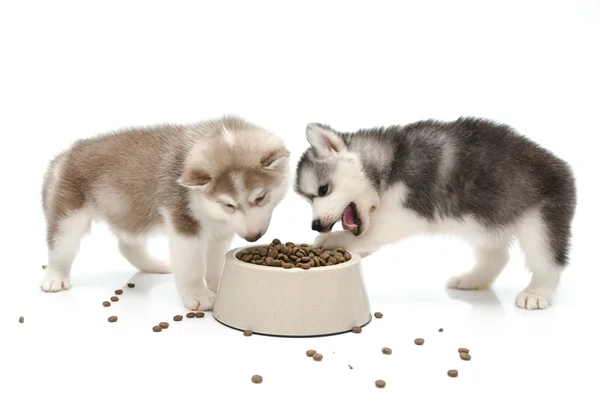 köpek yemek yeme