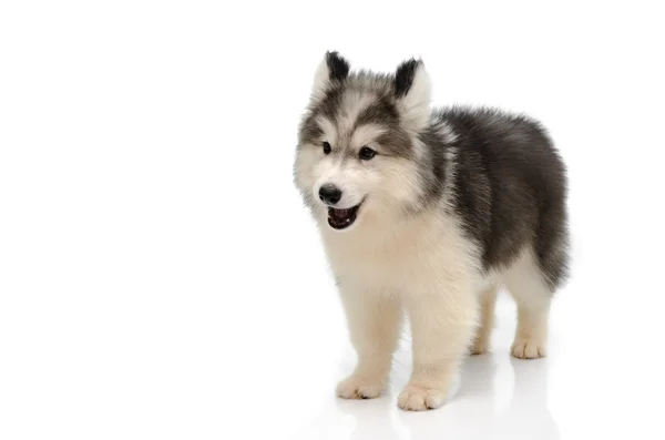 Lindo perrito husky aislado sobre fondo blanco — Foto de Stock