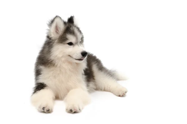 Cute little husky puppy isolated on white background — Stock Photo, Image