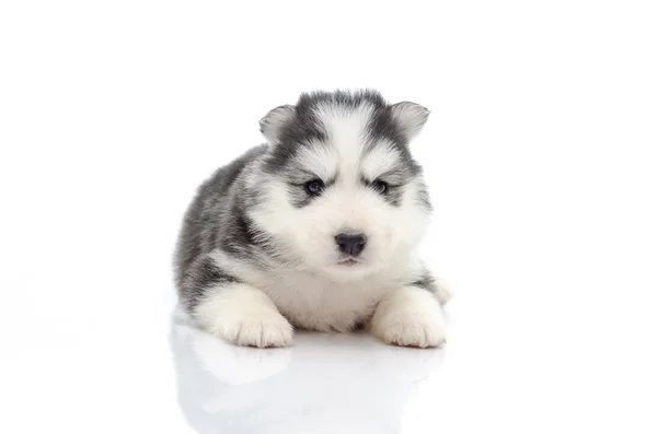 Carino cucciolo su bianco — Foto Stock