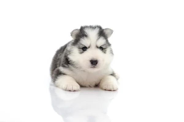 Carino cucciolo su bianco — Foto Stock
