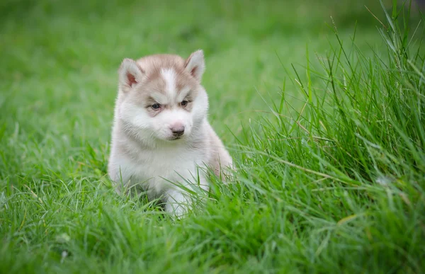 Puppy Siberische husky op gras — Stockfoto