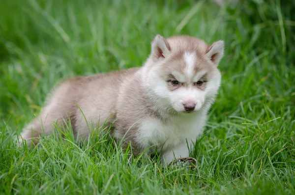 草の上の子犬のシベリアン ハスキー — ストック写真