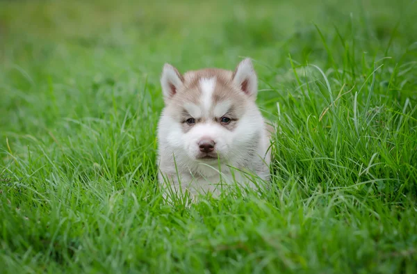 小狗西伯利亚哈士奇犬在草地上 — 图库照片