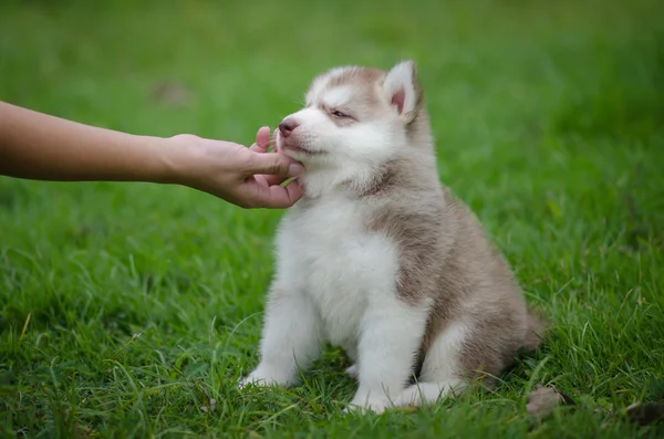 Mano de mujer juega con cachorro — Foto de Stock