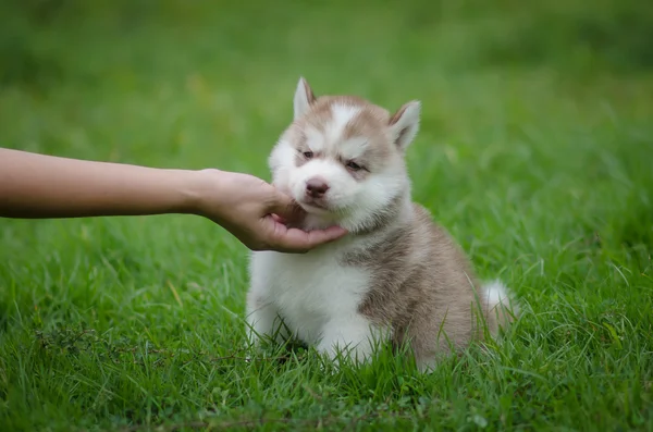 Woman 's hand plays with puppy — стоковое фото