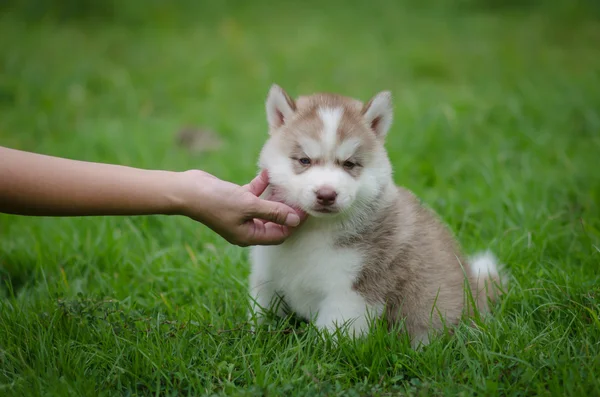 Mano de mujer juega con cachorro — Foto de Stock