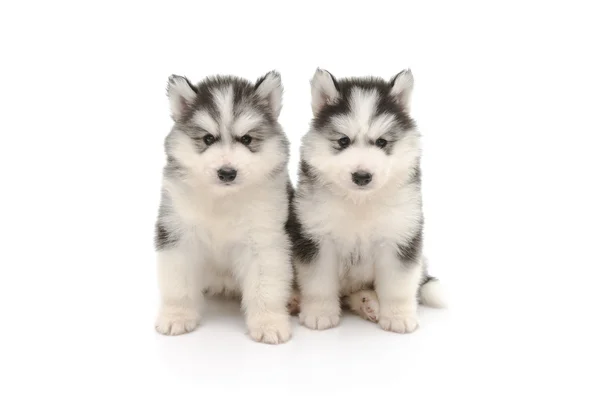Δύο Σιβηρία σκύλος χάσκεϋ pupies — Φωτογραφία Αρχείου