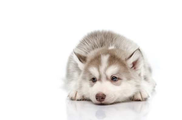 Carino poco husky cucciolo isolato — Foto Stock