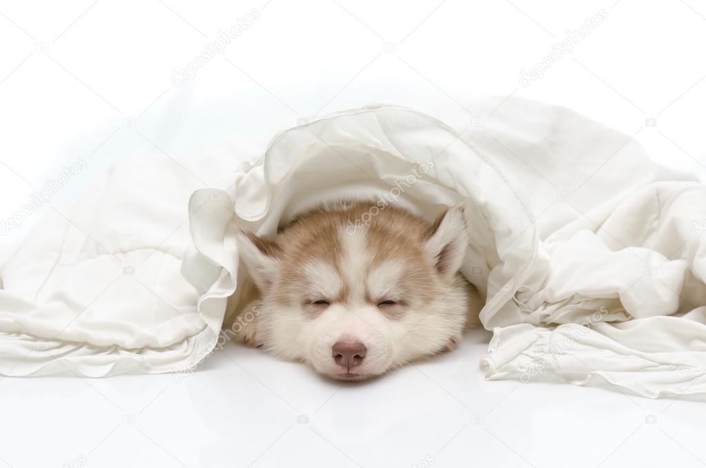 Cute puppy with a white blanket