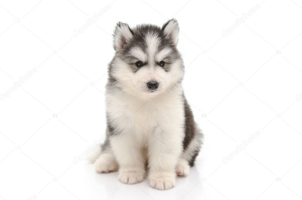 Cute little husky puppy isolated on white 
