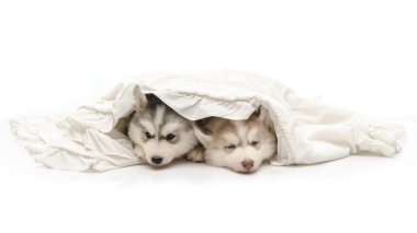 Beyaz battaniye ile şirin köpek yavrusu