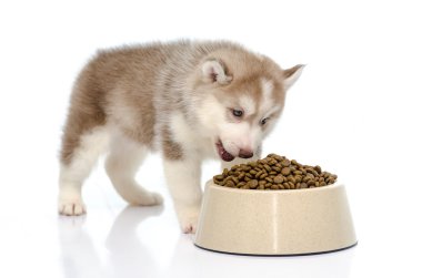 puppy eating food clipart