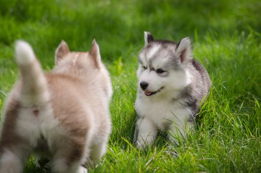 köpek çimlerin üzerine