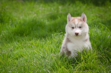 köpek çimlerin üzerine