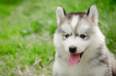 Sibirya hisky yavrusu yakın çekim
