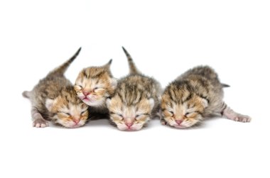 Yeni doğmuş yavru beyaz zemin üzerine