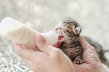 küçük kedi süt replacer ile besleme