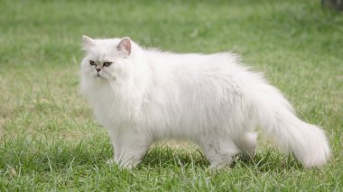 White persian cat walking  clipart