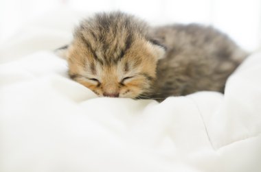 yatakta uyuyan Amerikan kısa saç yavru kedi