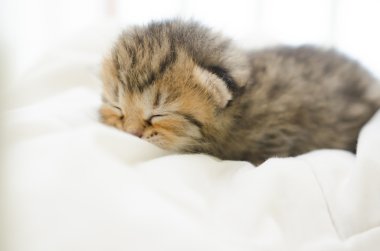 yatakta uyuyan Amerikan kısa saç yavru kedi