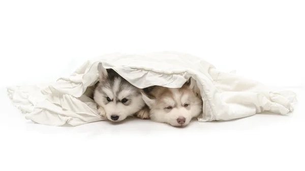 Cãozinho bonito com um cobertor branco — Fotografia de Stock