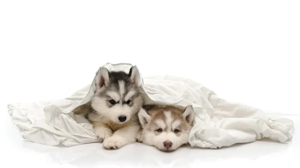 Cãozinho bonito com um cobertor branco — Fotografia de Stock