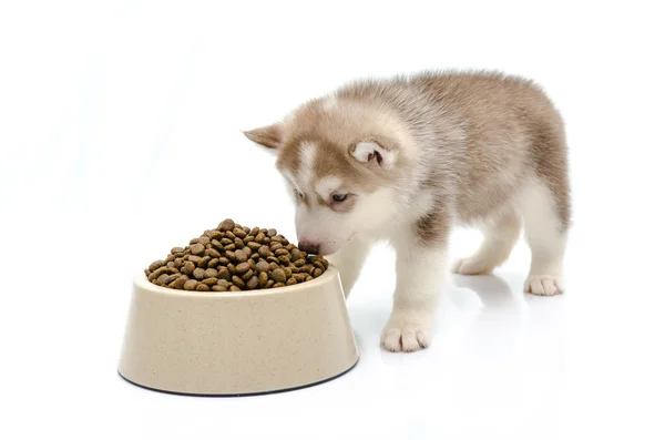 Cachorro comendo alimentos — Fotografia de Stock