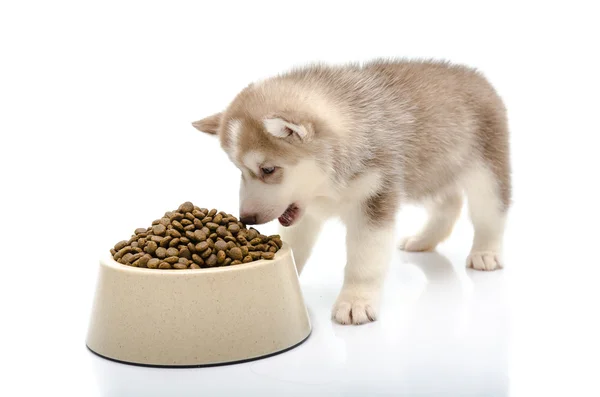 ลูกสุนัขกินอาหาร — ภาพถ่ายสต็อก